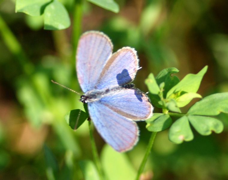 Lycaenidae piccolina